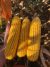 Miller Seed Corn